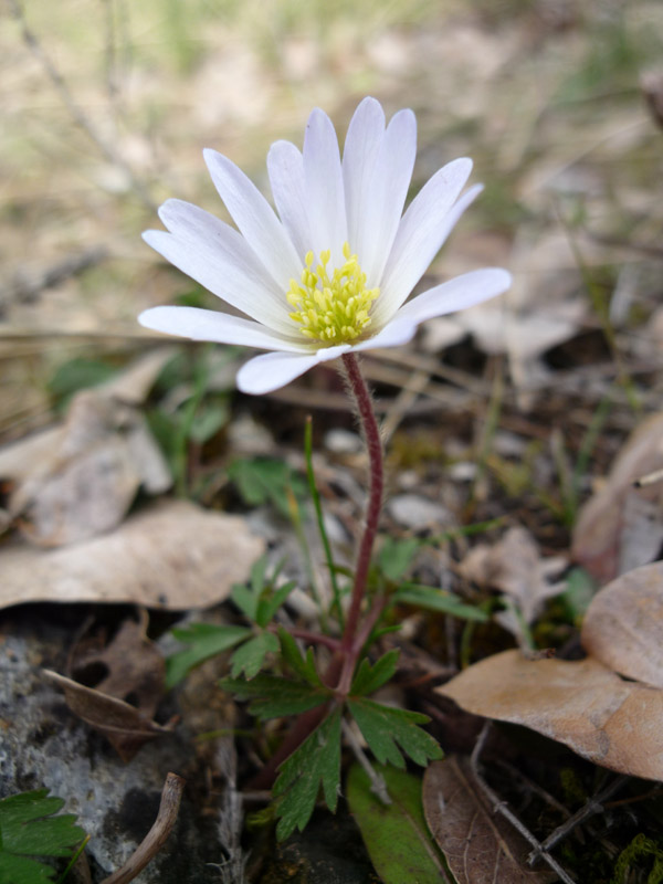 Anemone blanda: endemico di Balcani